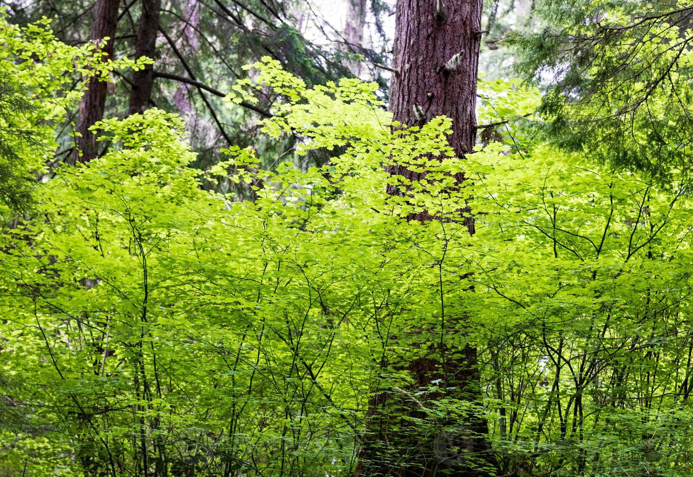 Bright green leaves surrounding a large tree photo