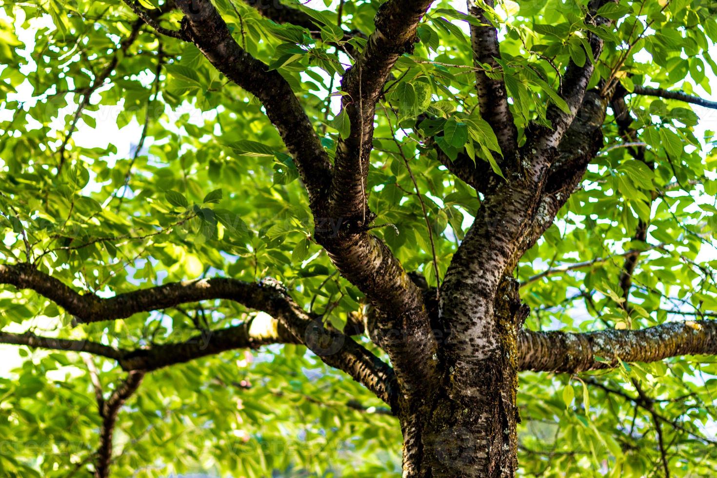 Tree branches under the forest canopy photo