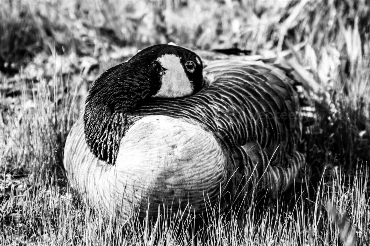 Canada Goose sitting on tall green grass photo