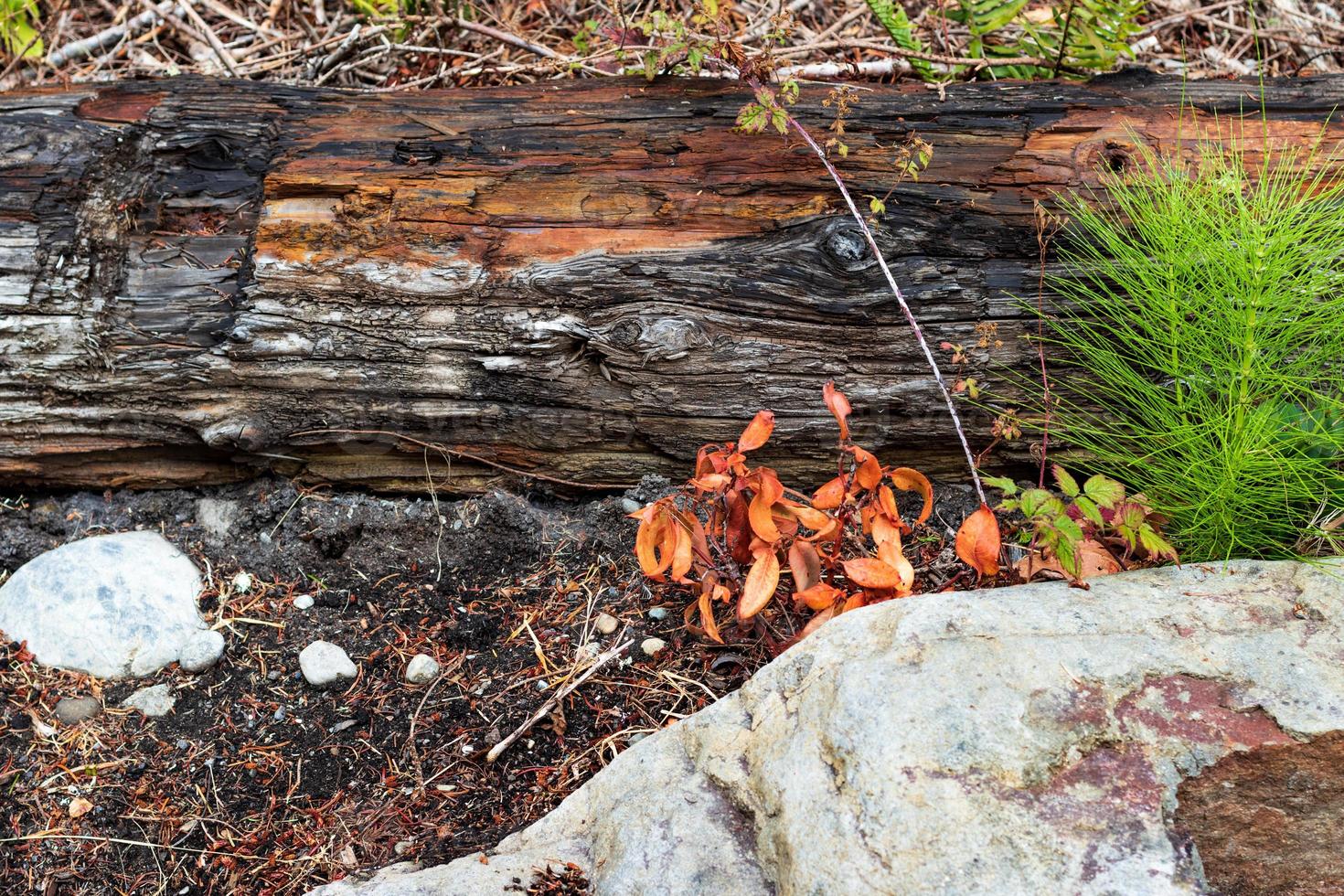 Log with a rock and grassy leaves photo