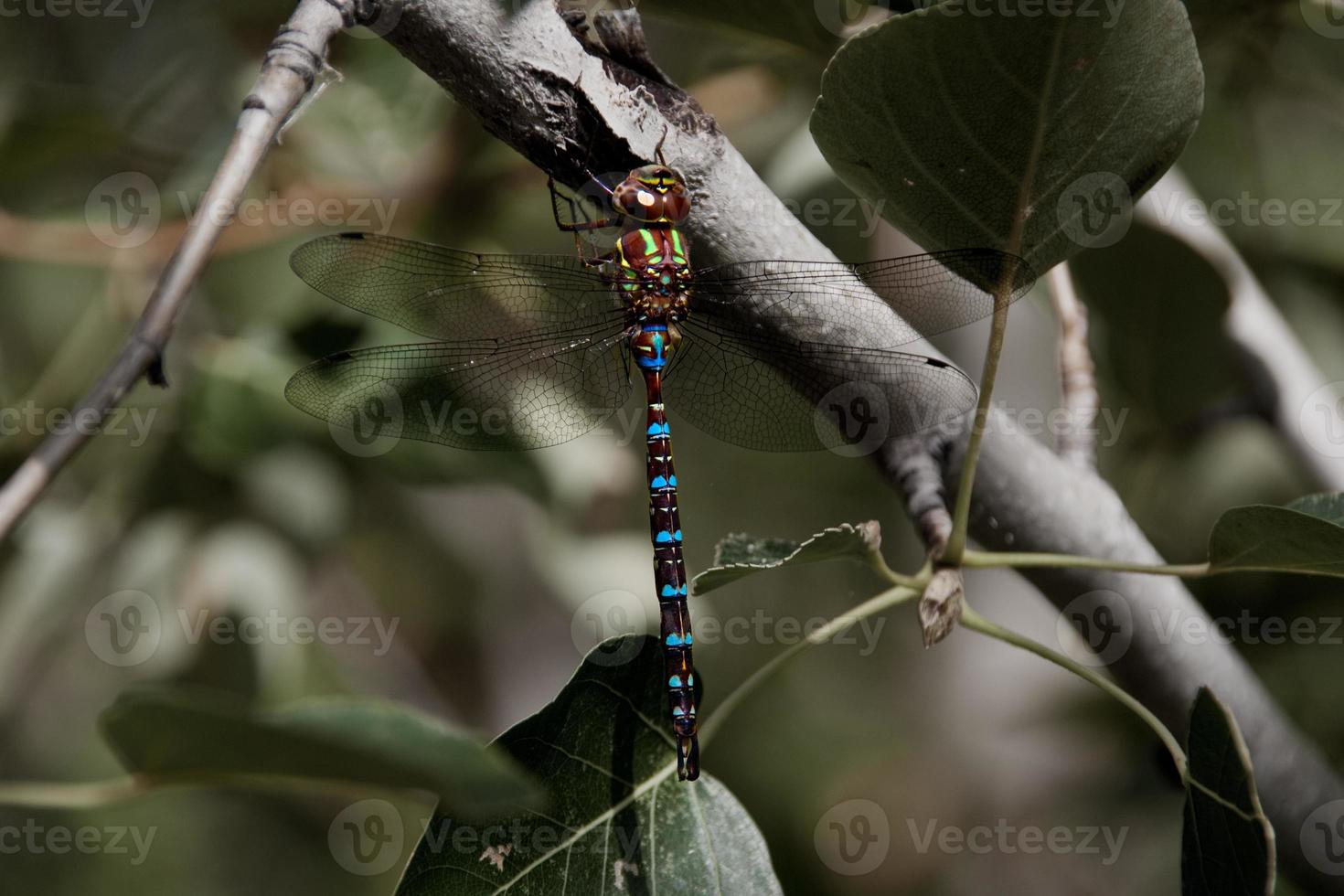 Colorful Dragonfly on a branch with leaves photo