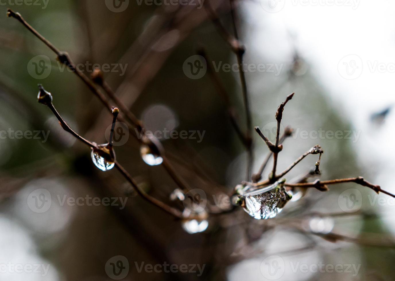 Rain drops on winter twigs photo