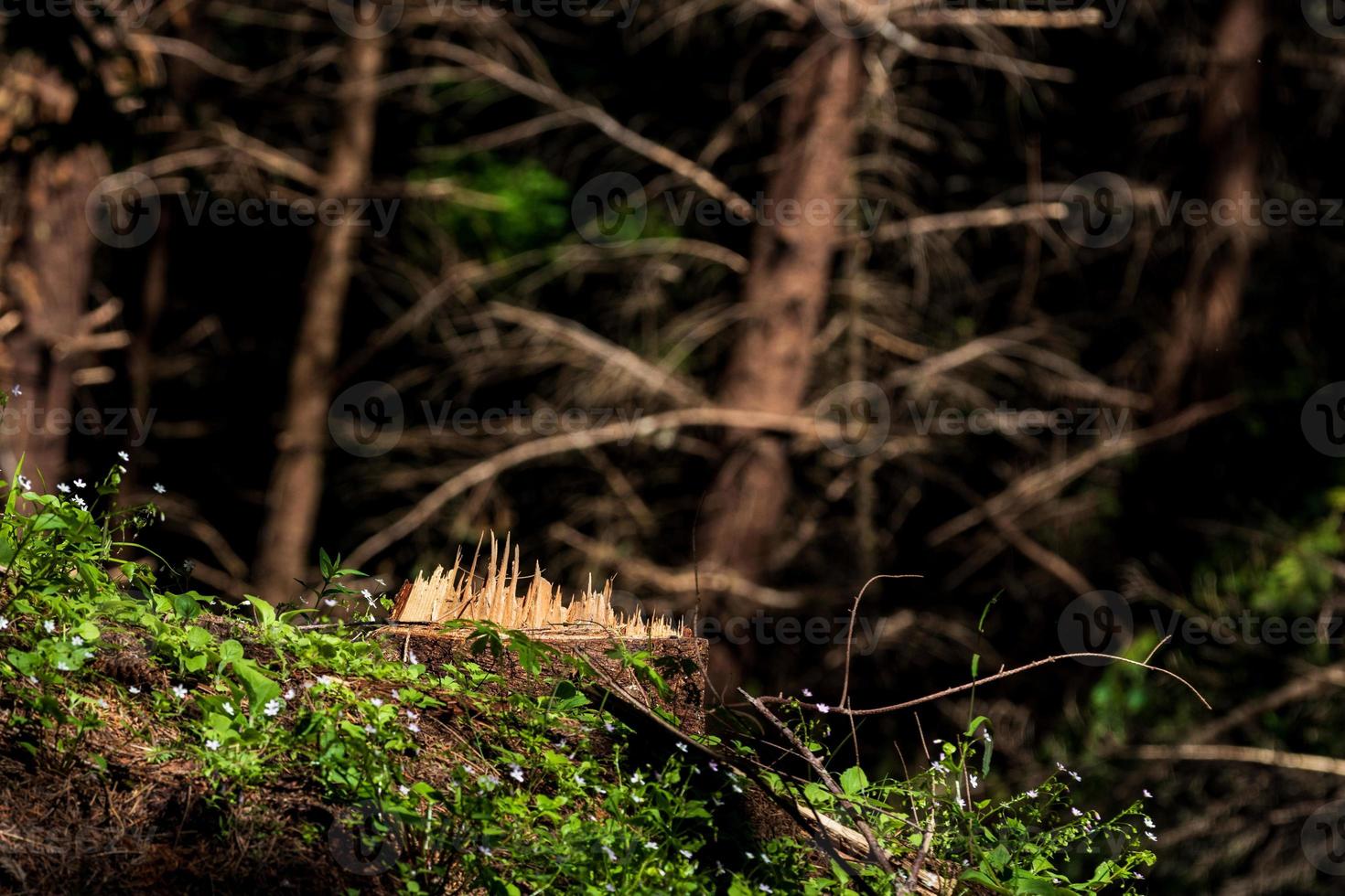 Cut tree stump with jagged raised wood spine photo