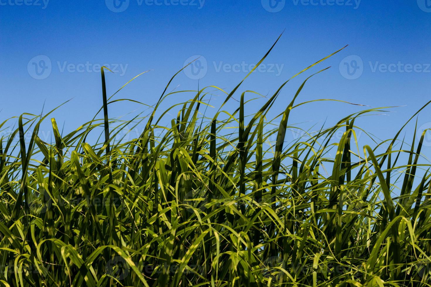 Tall wild field grass growing and blowing in the wind photo