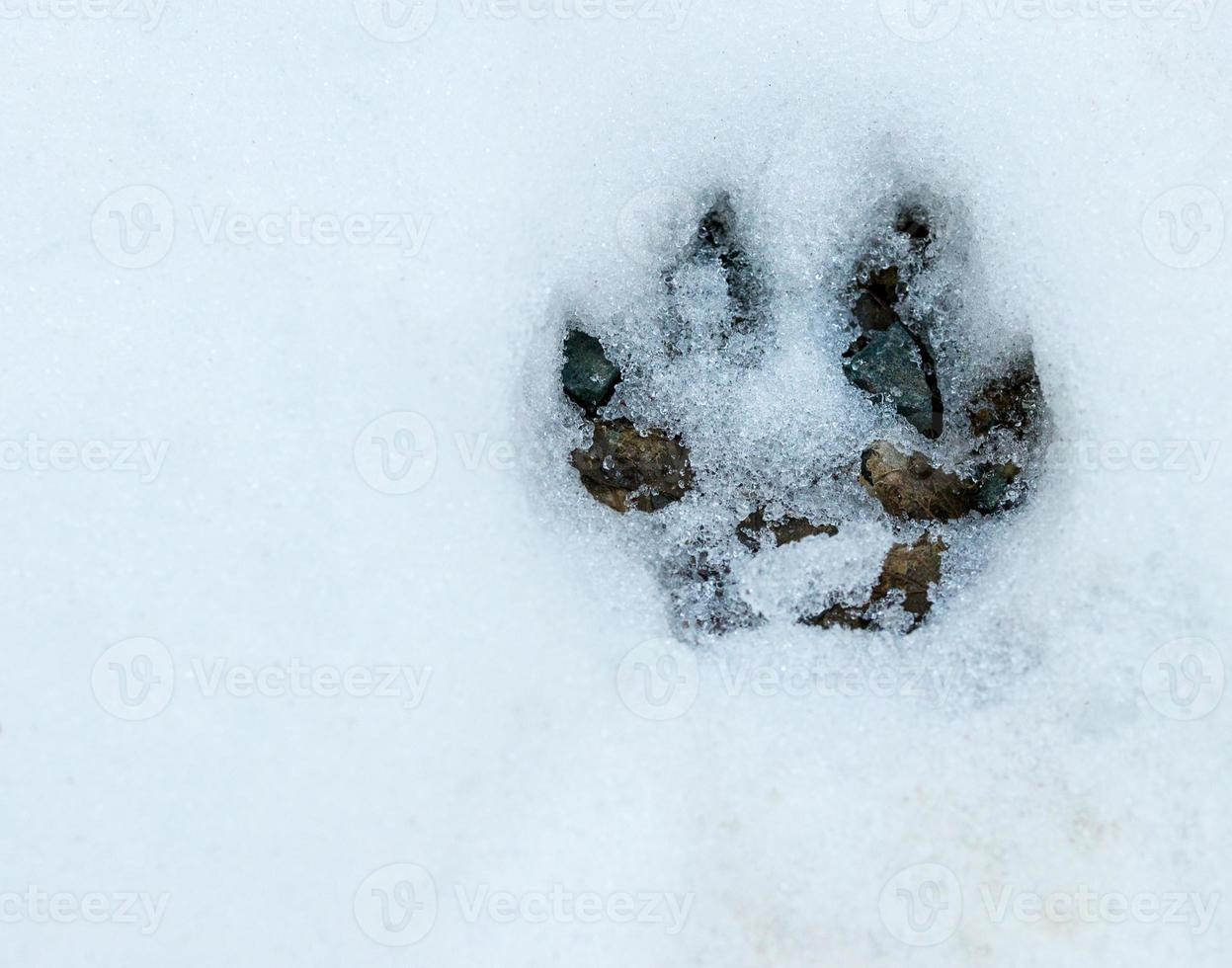 Paw print in the snowy forest floor photo