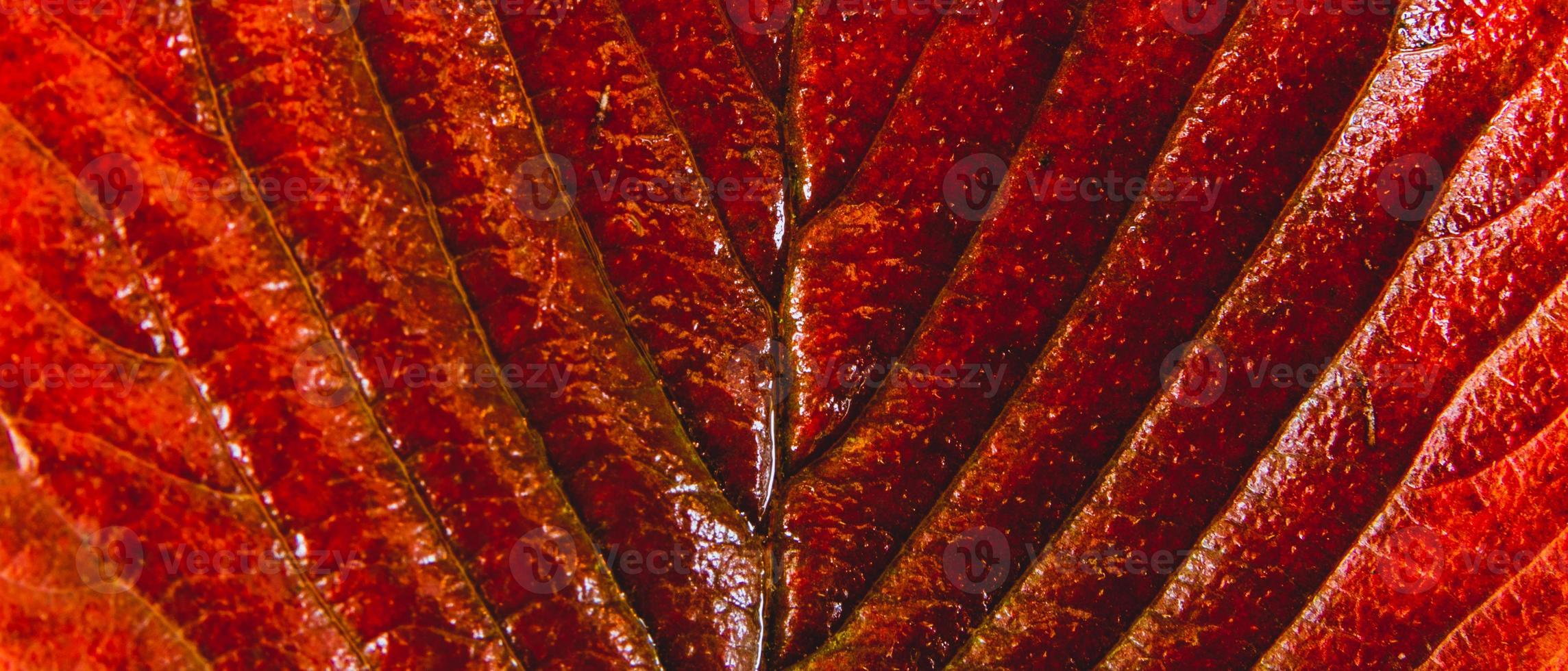 Red plant macro repetitive pattern texture photo