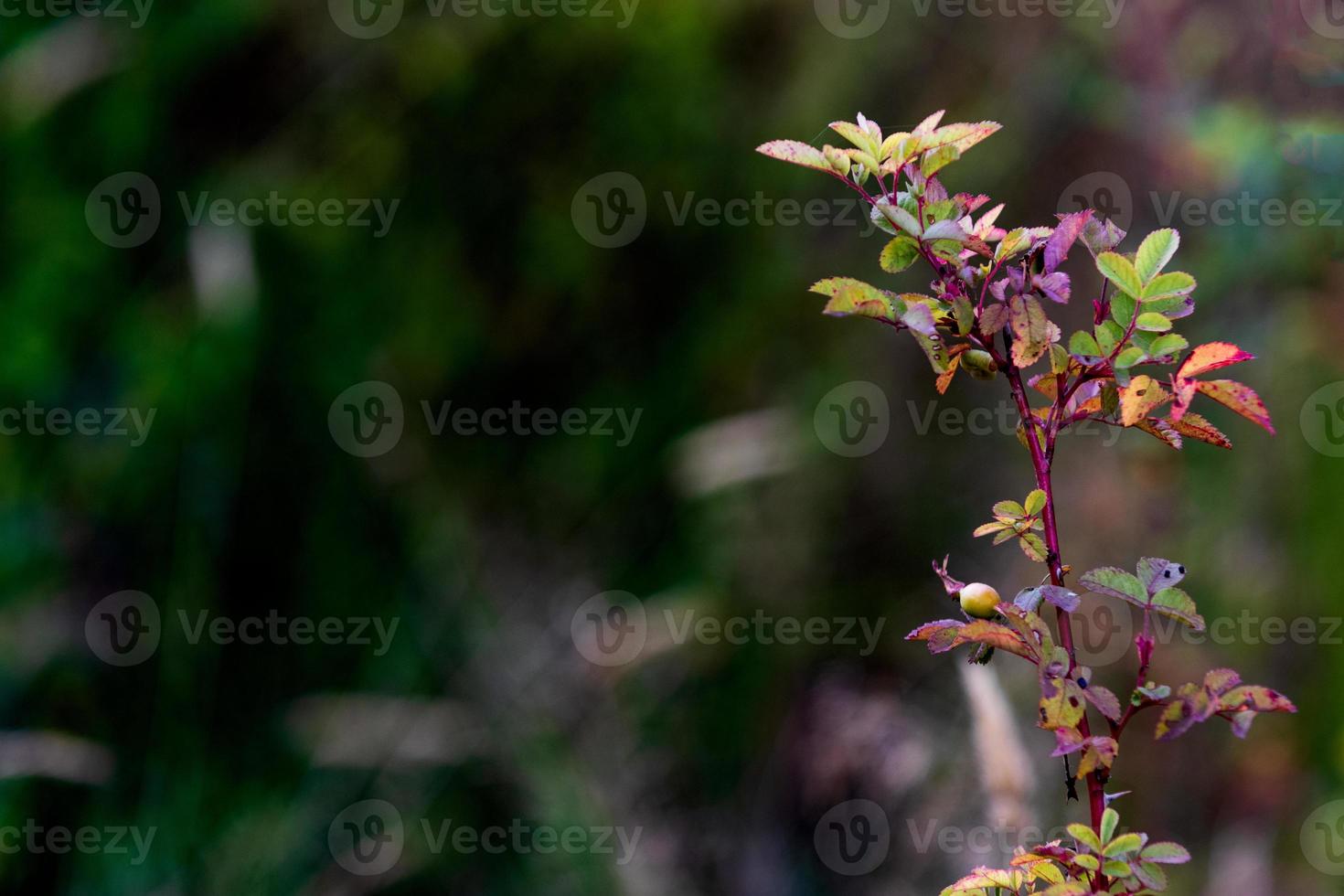 Green forest floor leaves growing with space for text photo