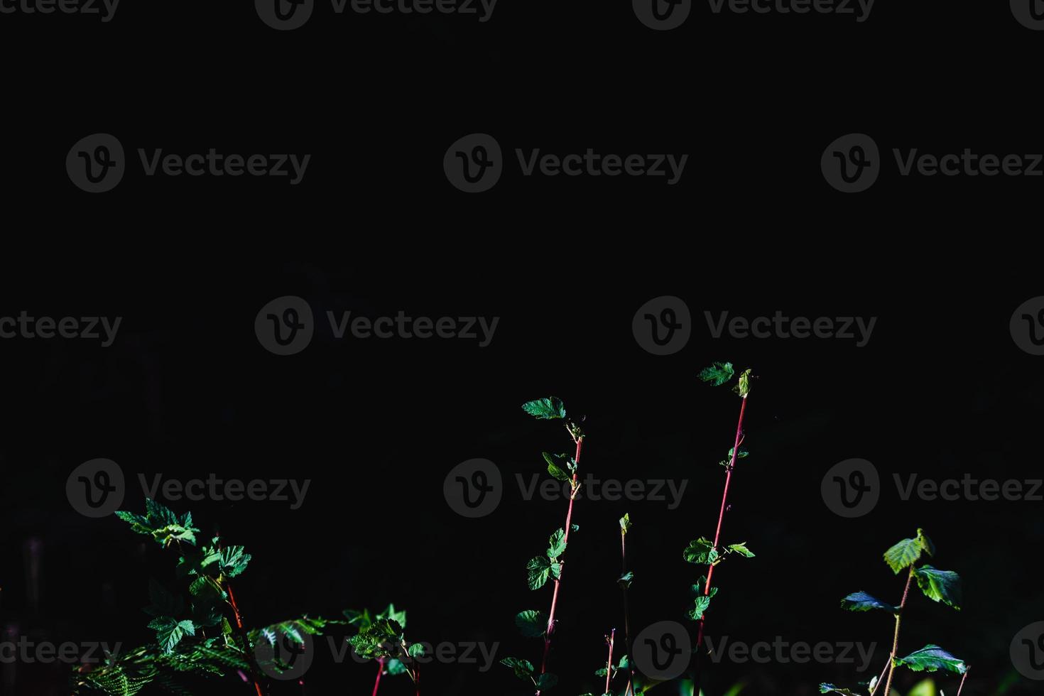 Green forest floor leaves growing with space for text photo