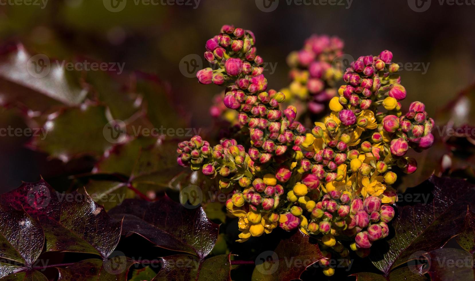 Growing Holly bush with red magenta yellow and green leaves and new buds photo