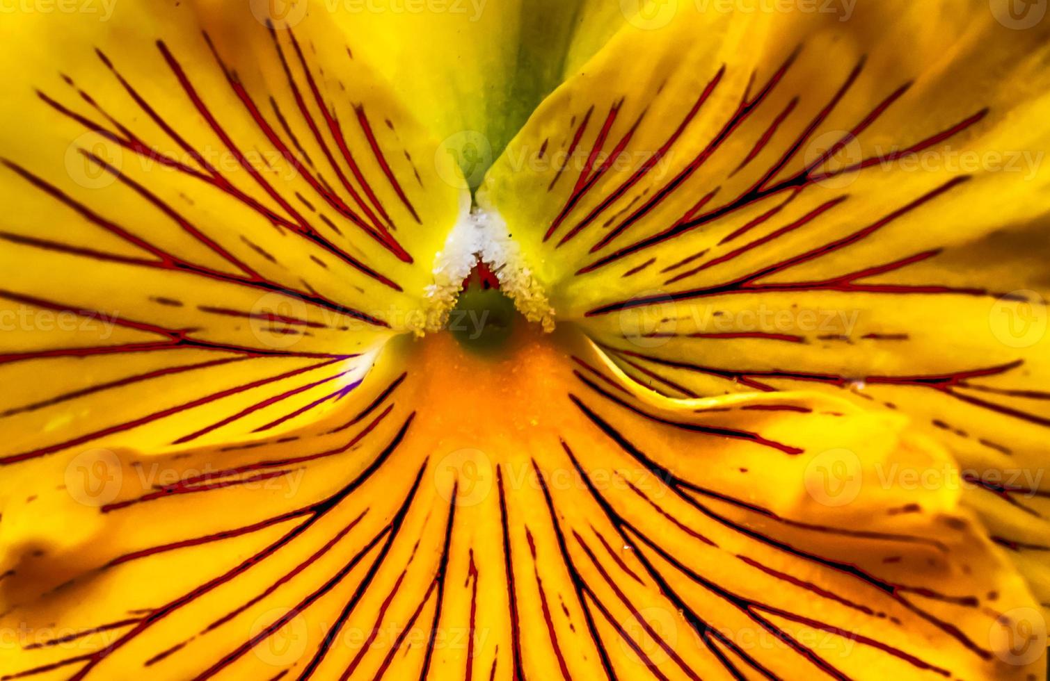 Beautiful flowering bloom in vivid sunlight photo