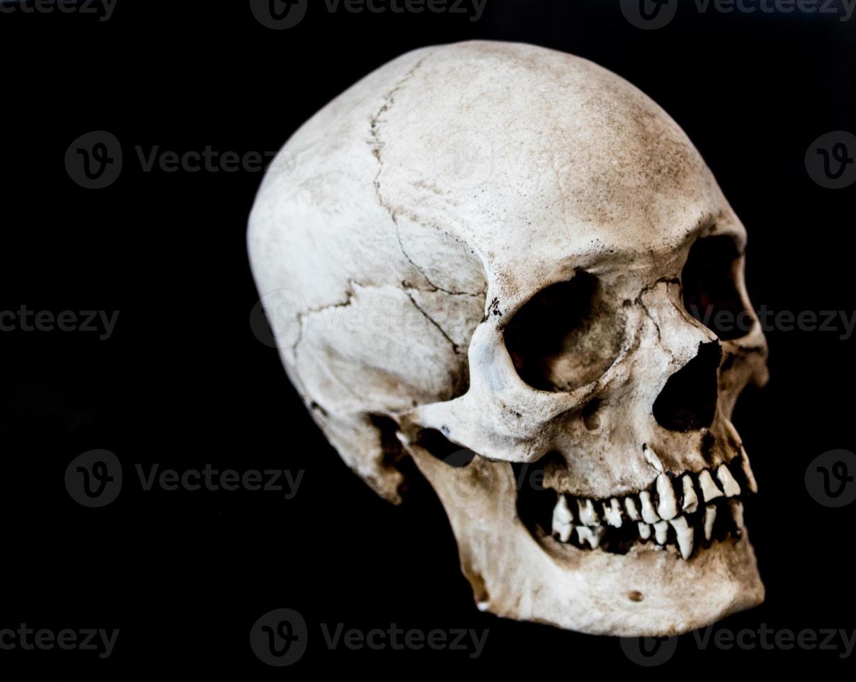 Fiberglass human skull facing 45 degrees right with a black background photo