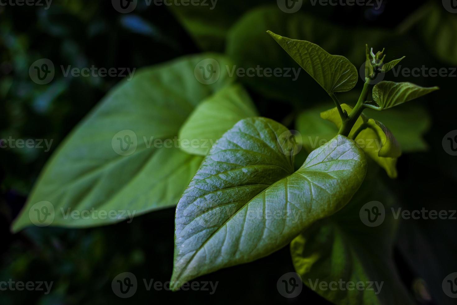 Lush green leaf and surrounding foliage photo