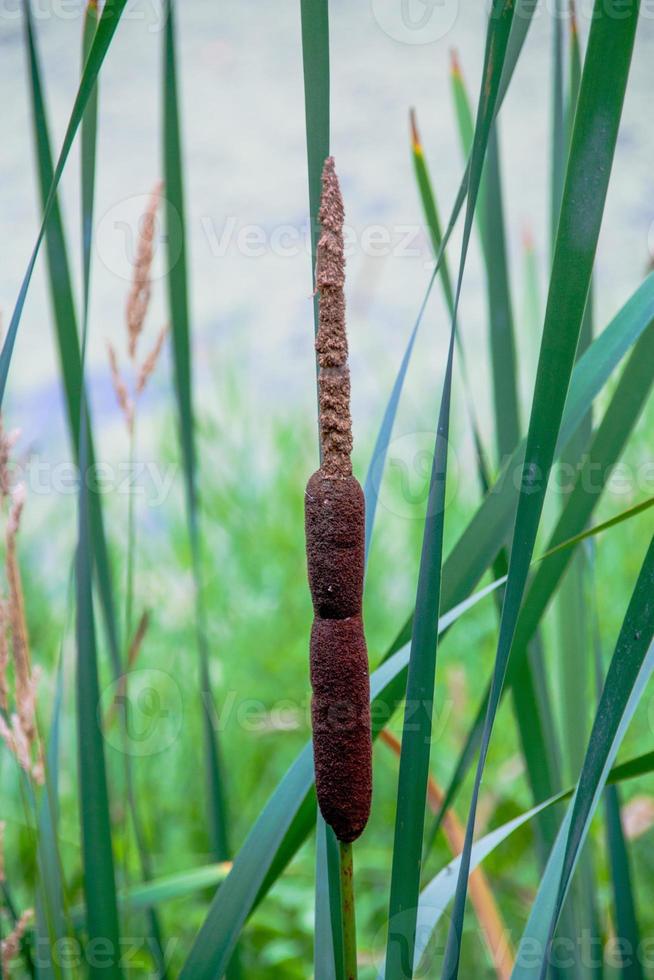 Single Cat Tail in a lush tall green grassy field photo