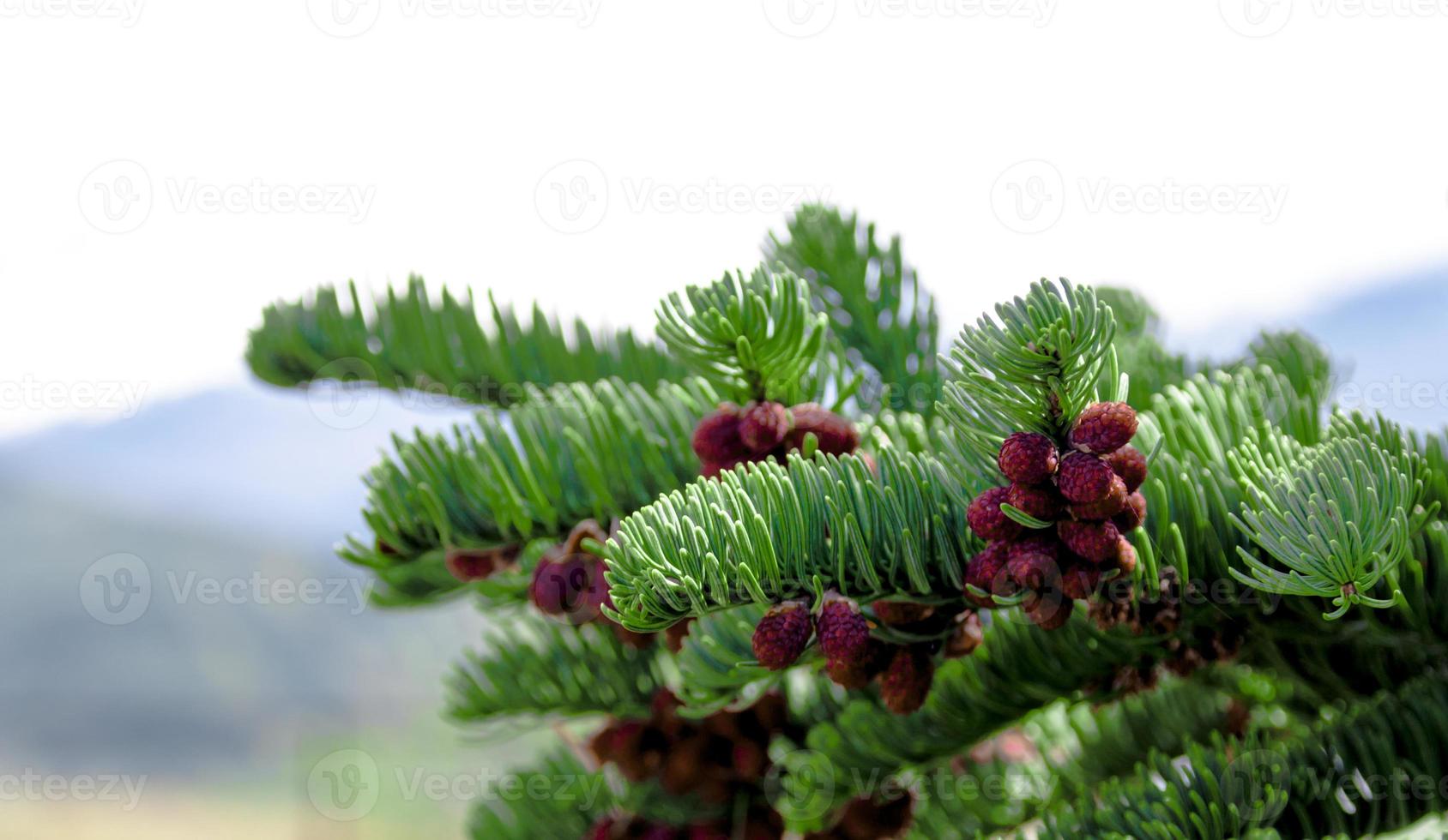 Fresh pine tree growth budding red pine cones photo