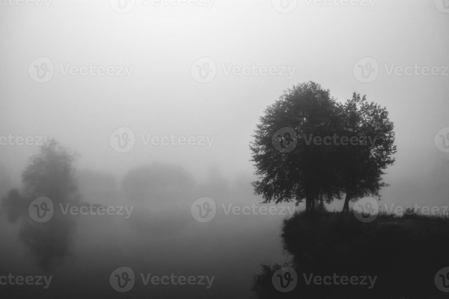 Black and white foggy delta solitary tree on an island over the water photo
