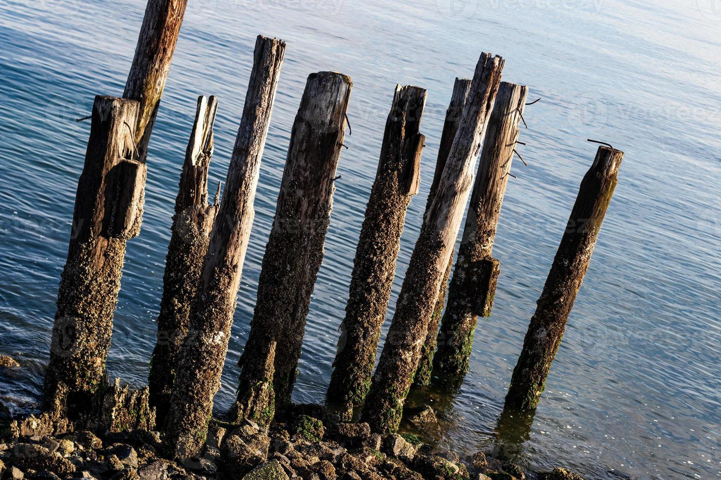 Worn aged pylons from a deteriorated pier photo