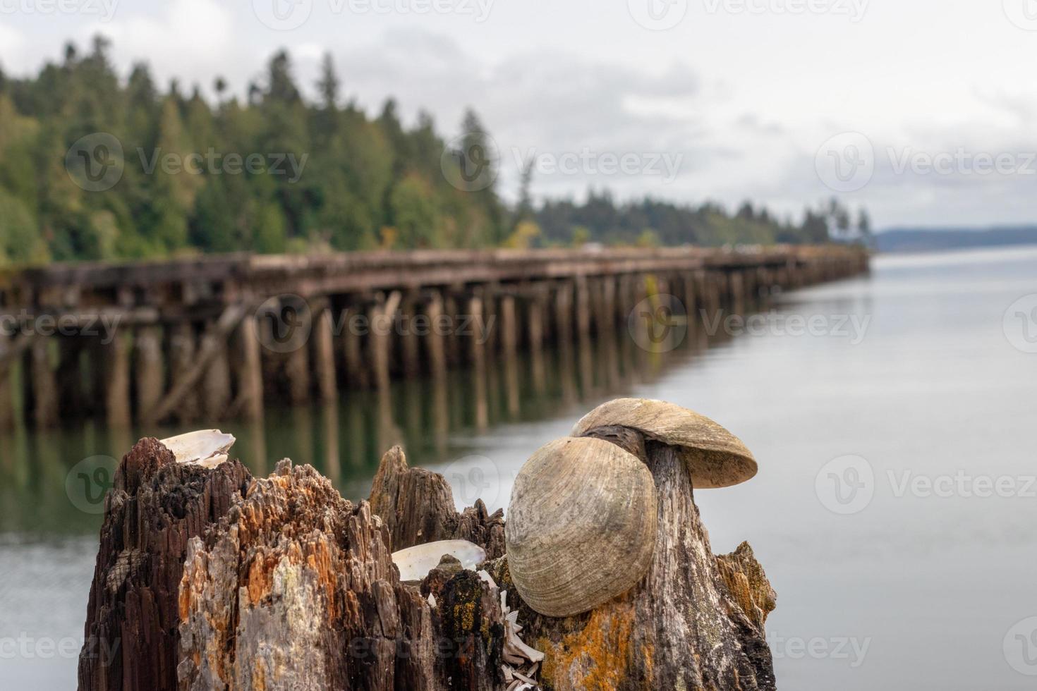 Abandoned pier with seashells visible photo