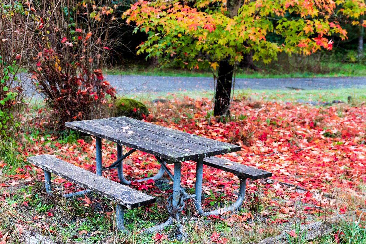 Bright vivid colorful autumn fall leaves photo