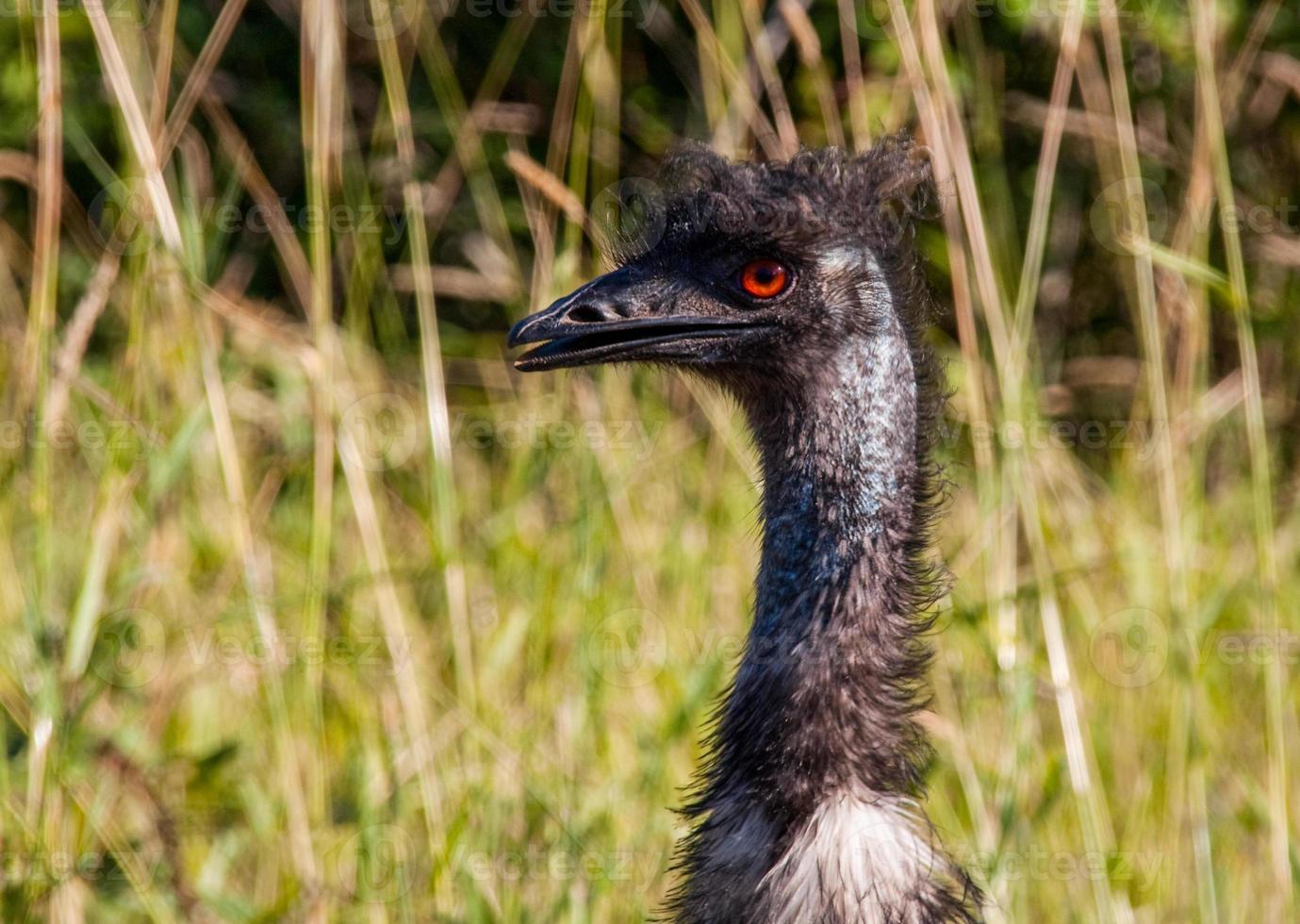 Emu bird close up with red eyes photo