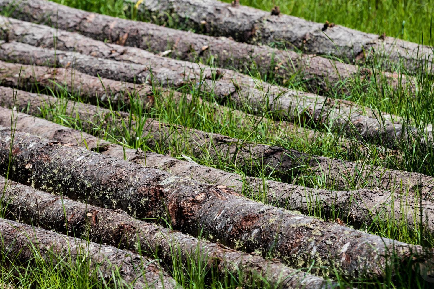 Fallen pine trees laying in a row in the grass photo