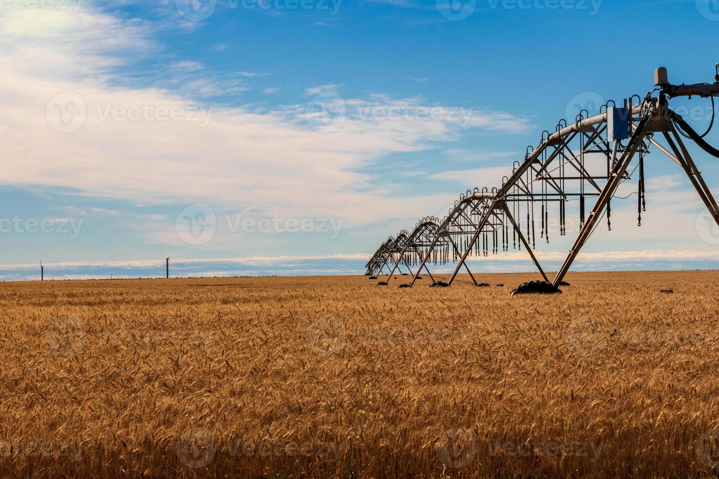 Golden wheat field with irrigation watering system and blue sky with clouds photo