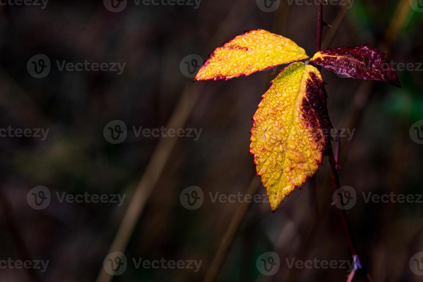 Dead autumn leaf with text space photo