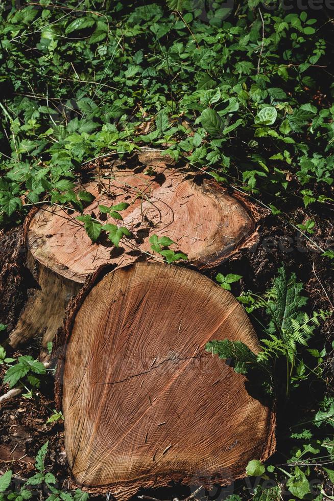 Tree log cut cross section close up photo
