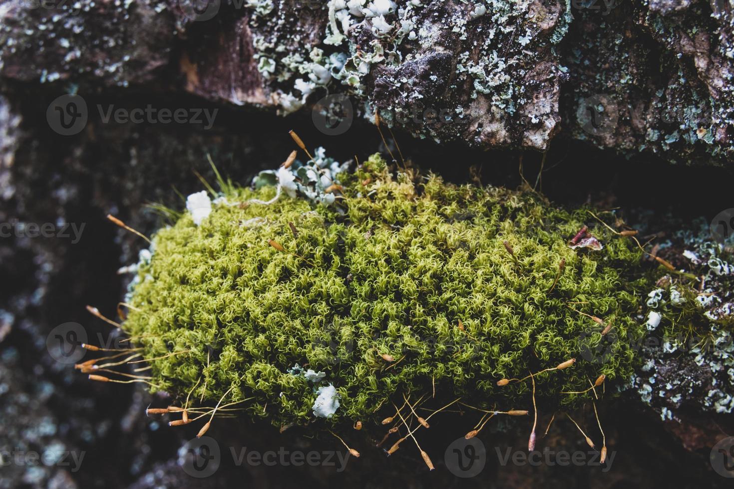 Old worn tree bark moss growing photo