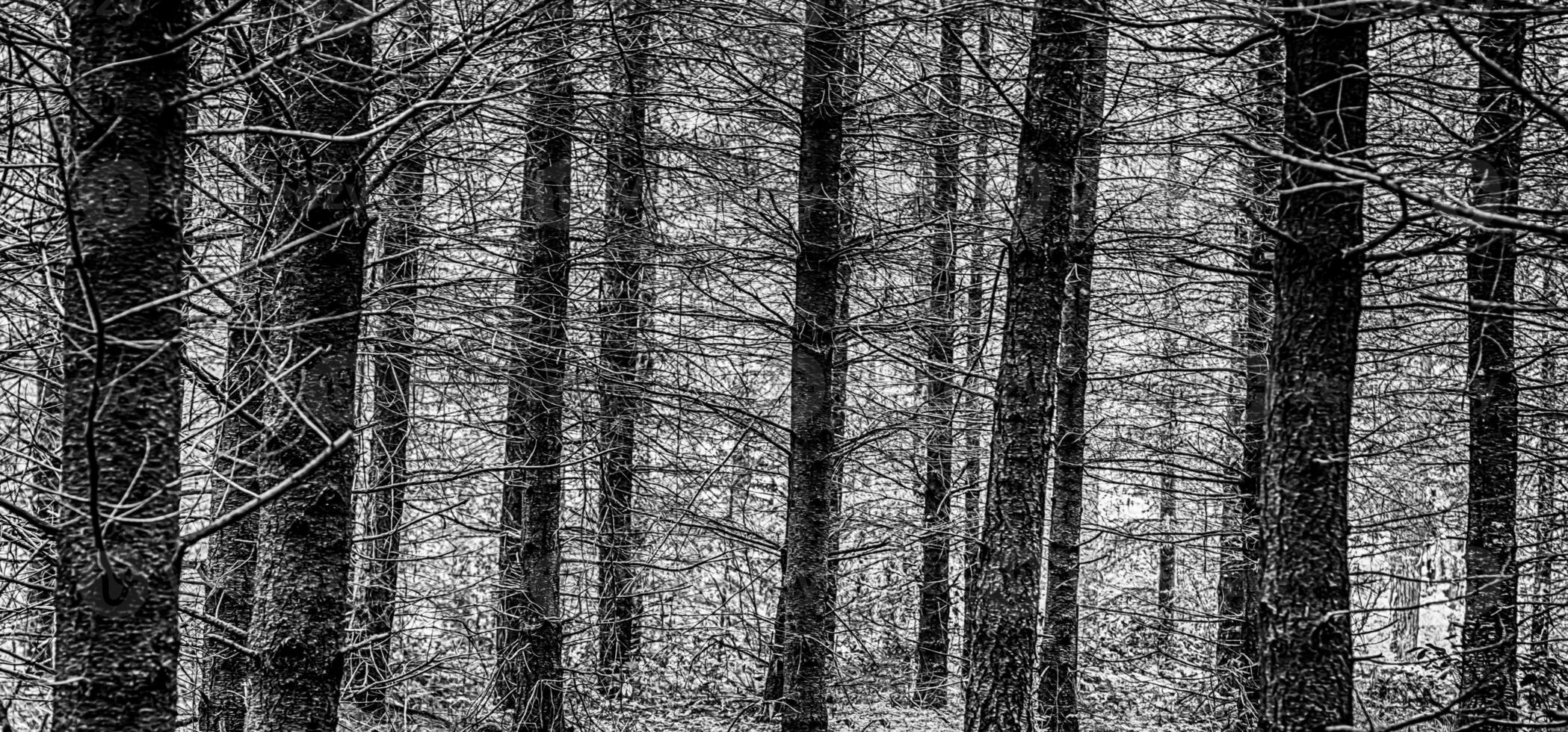 Black and White forest scene with high contrast photo