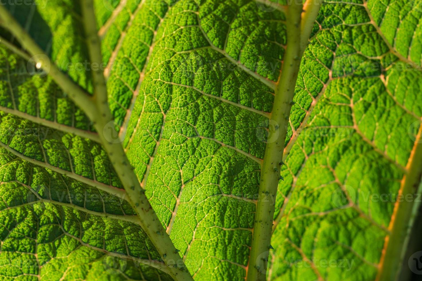 Abstract close up green leaf with wrinkles photo
