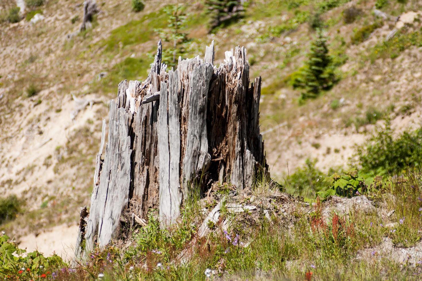 Tree stump splintered after a volcanic eruption claimed the tree photo