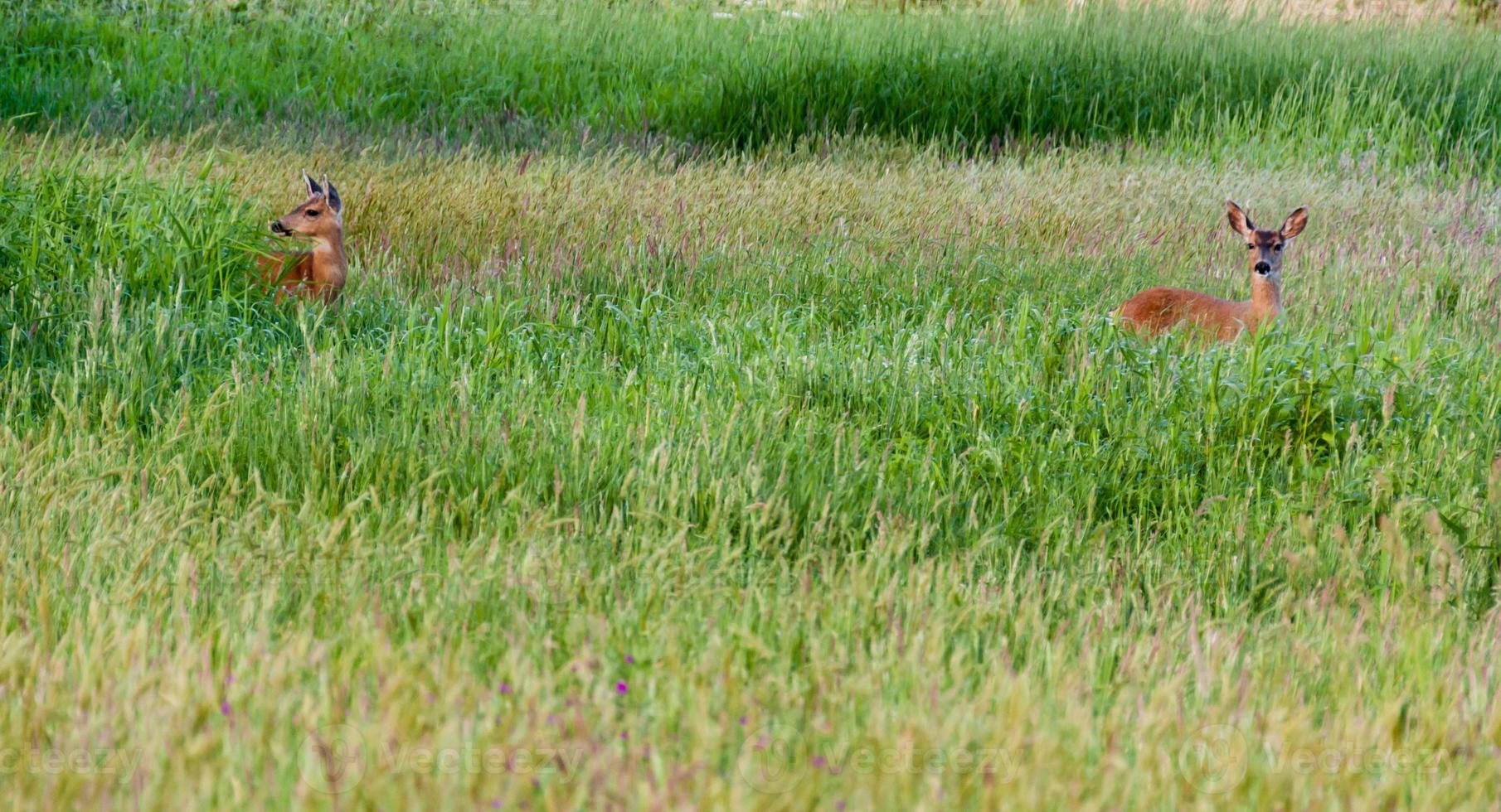 2 american deer in a tall grassy field photo