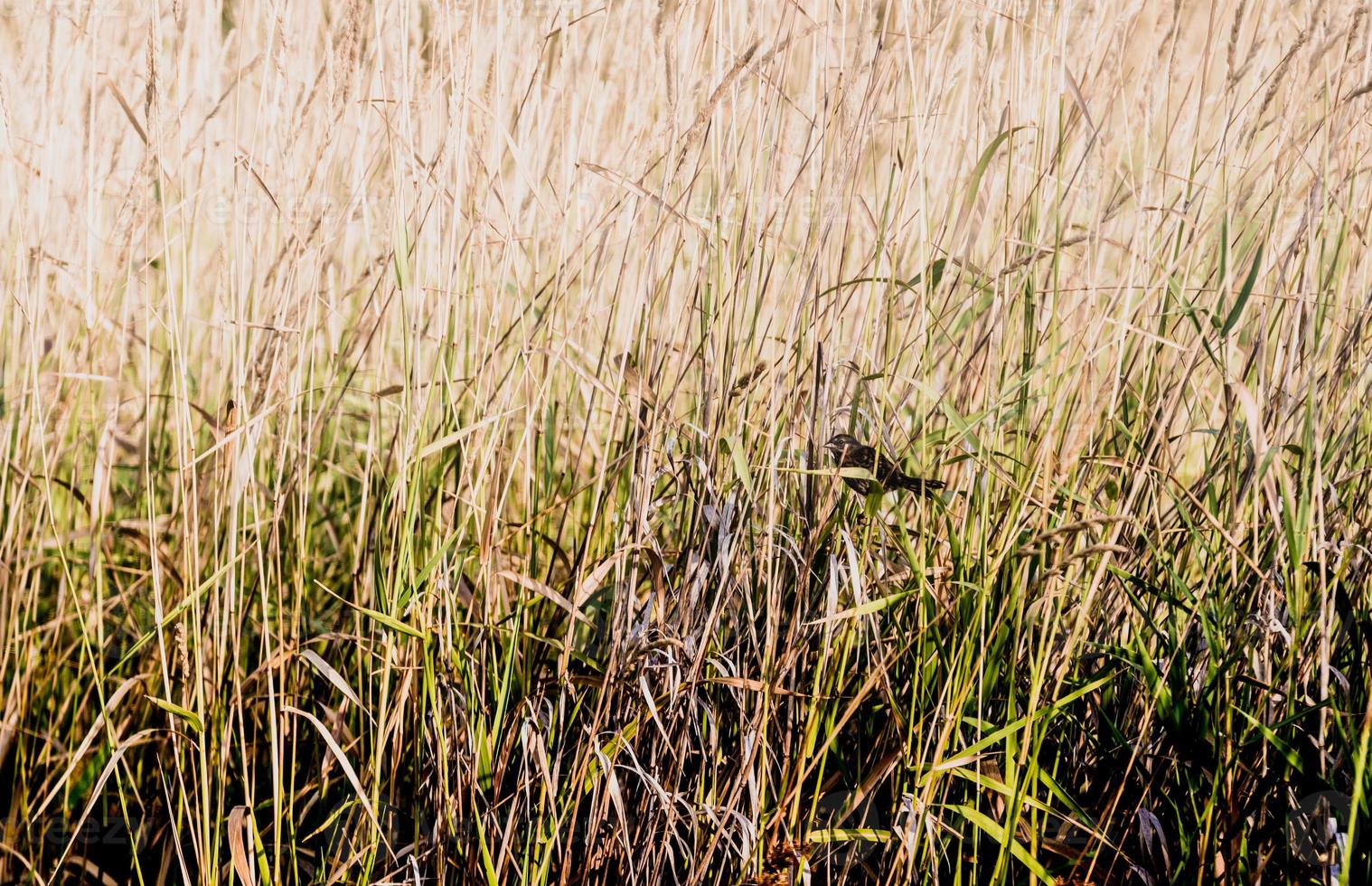 Small bird obscured by tall field grass photo