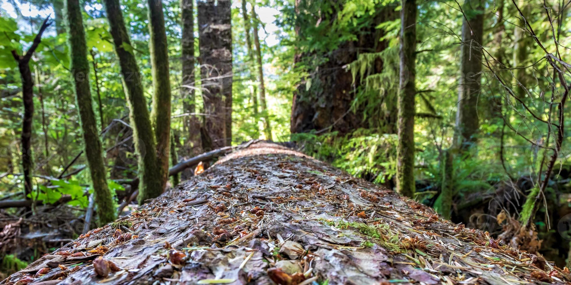 Fallen forest log perspective with trees and plants photo