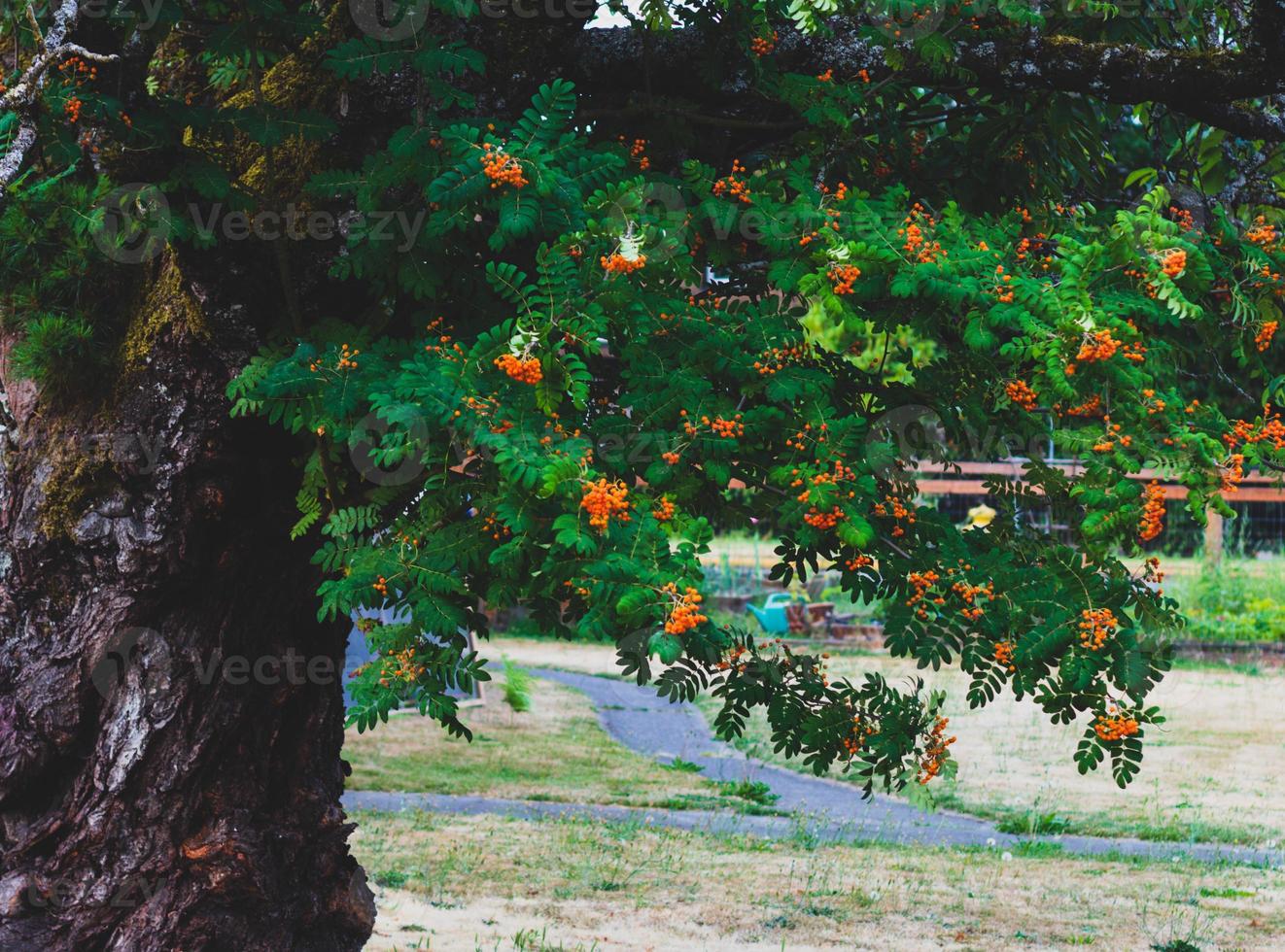 Tree with vivid green leaves and bright orange berries photo