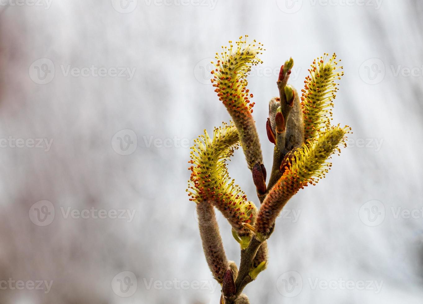 Salix caprea Pendula yellow and red Pussy Willow in bloom photo