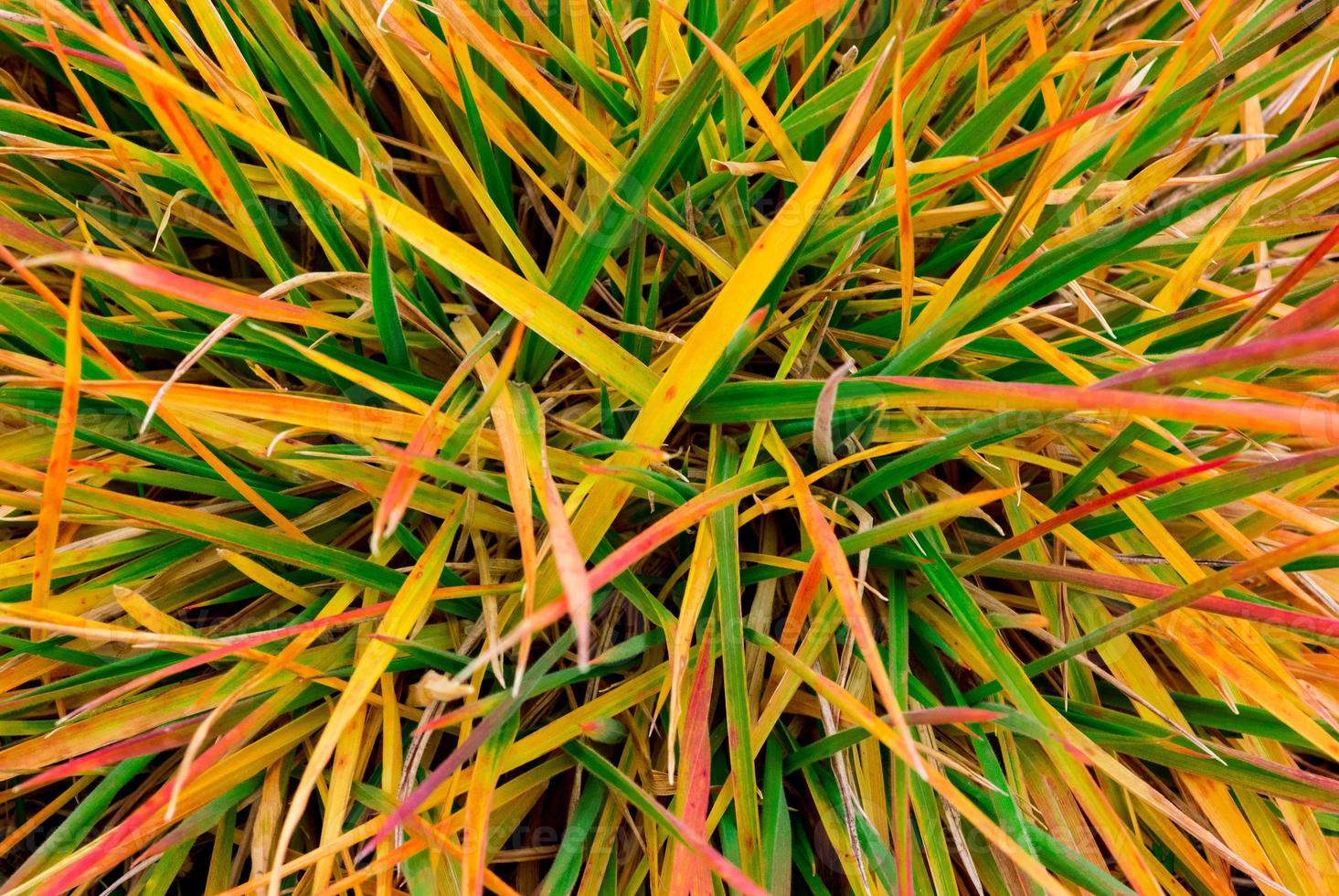 Poisoned distressed tall grass turning various shades of yellow, orange, red, and green photo
