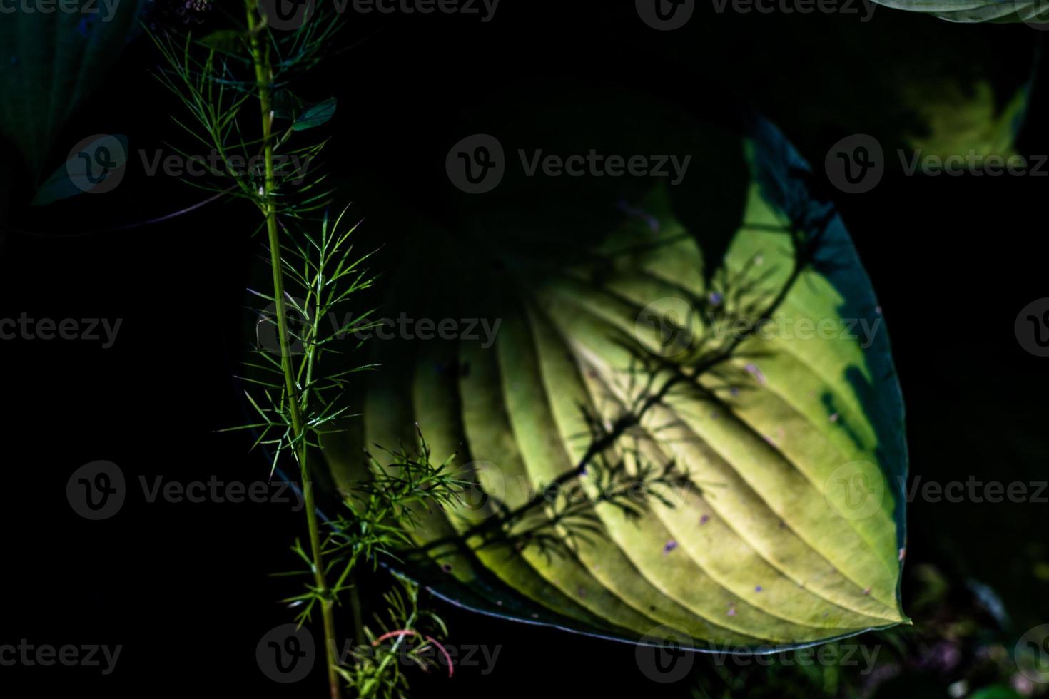 Shadowed green broad leaf with a shadow cast on it's lit center photo