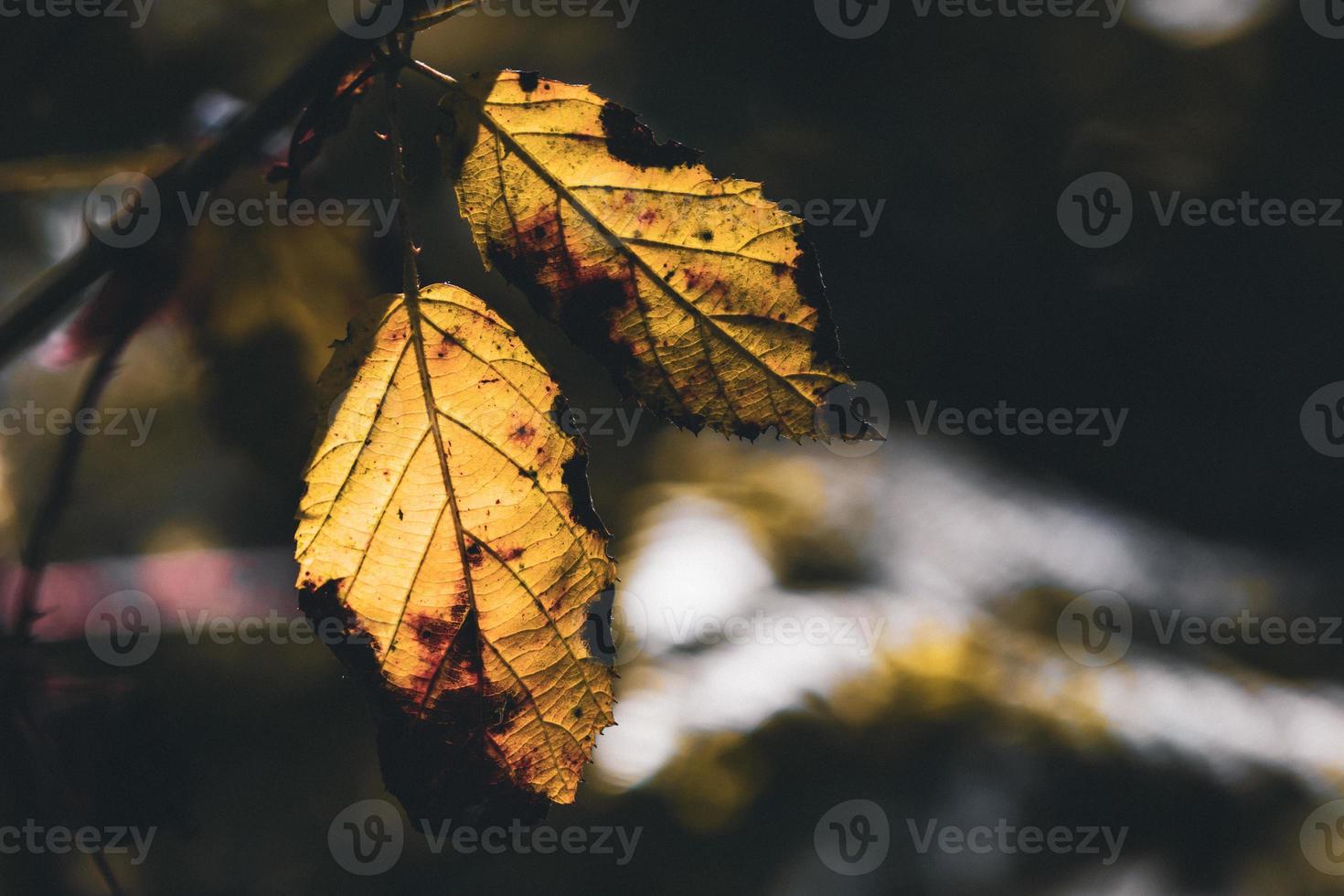 Yellowed decaying dying golden leaf photo