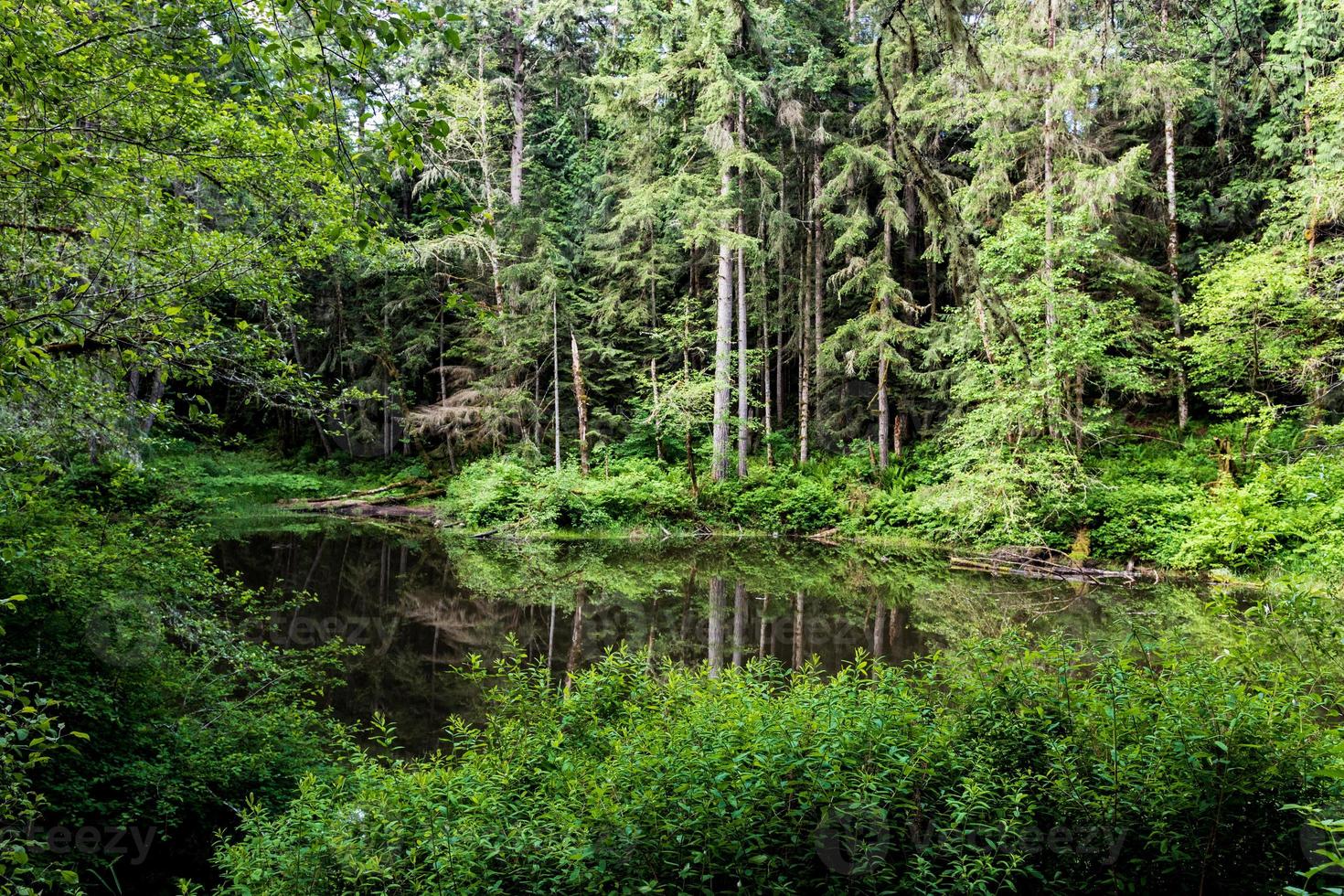 estanque forestal con un exuberante crecimiento primaveral verde y reflejo foto