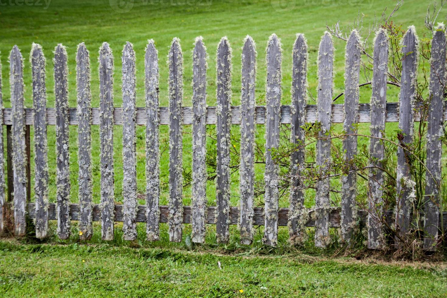 Moss covered picket fence in a green grassy lawn photo