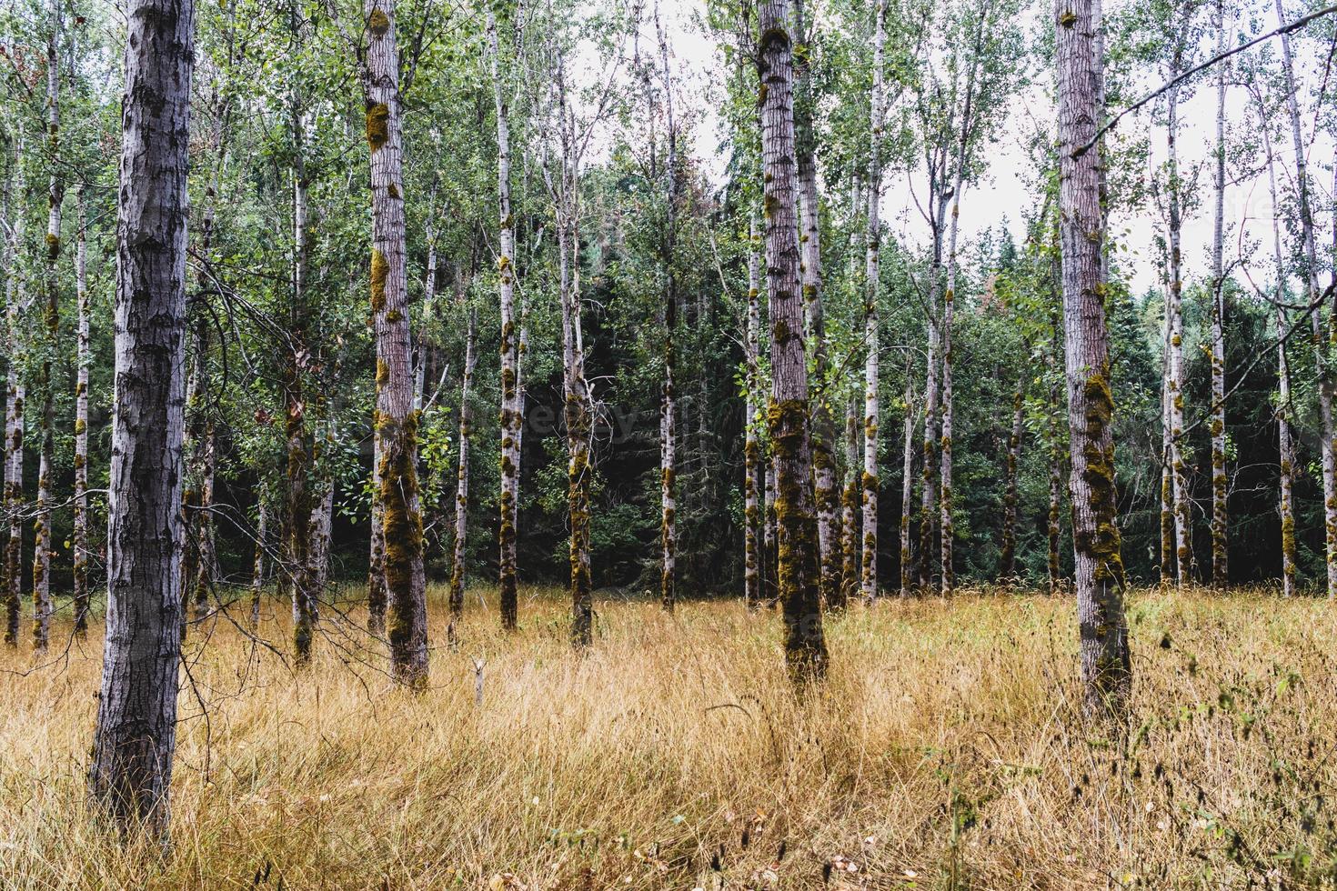 Autumn woodland forest with light showing 8 photo