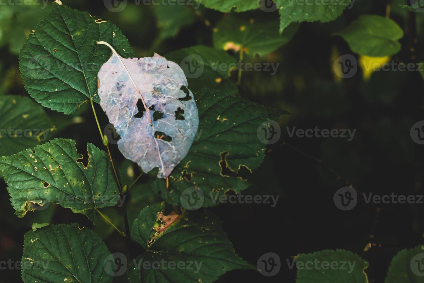 Autumn leaf on a green leaf with text space photo