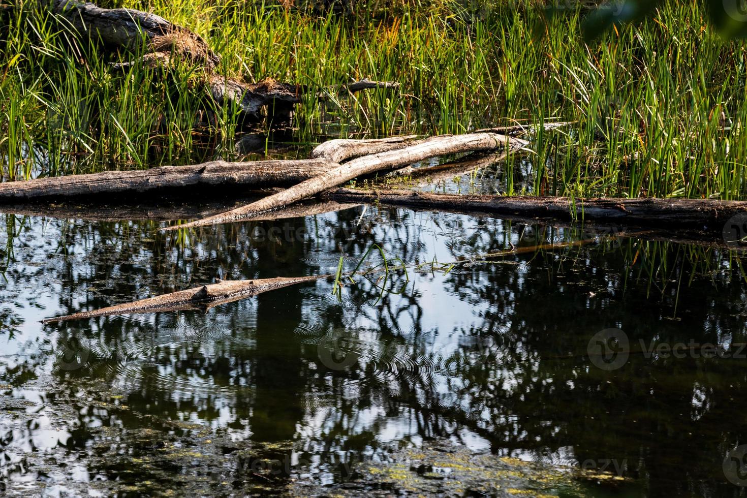 Murky swamp fallen tree logs floating in the water photo