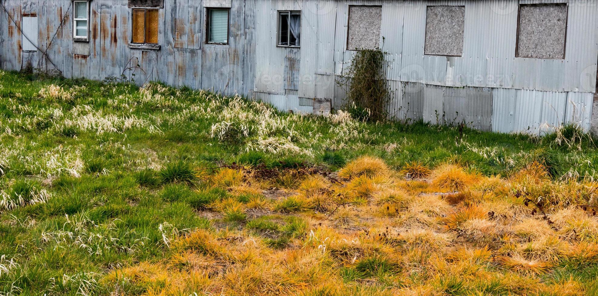 Poisoned distressed tall grass turning various shades of yellow, orange, and green behind a dilapidated rusty tin building photo