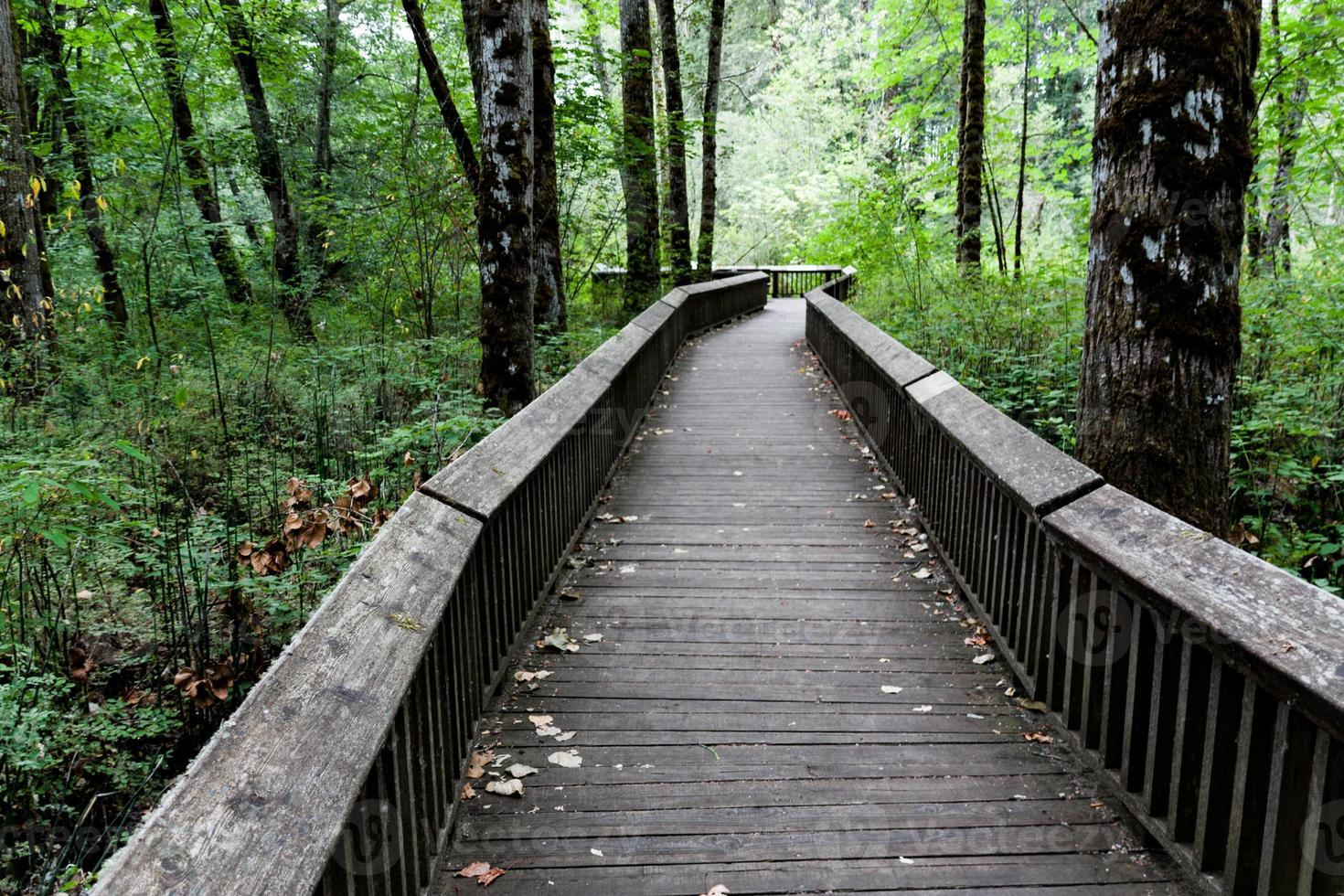 Nature trail boardwalk in the trees photo