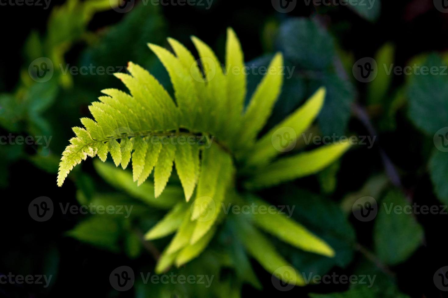 Twisty spiral fern growing photo