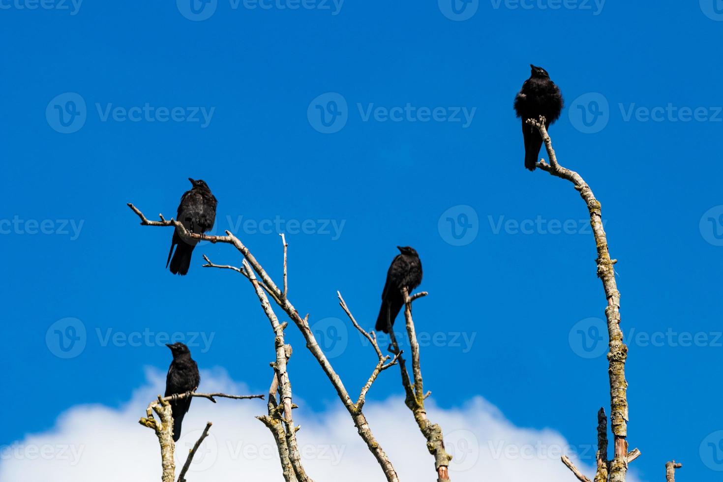 Murder of crows gathering on dead tree branches photo