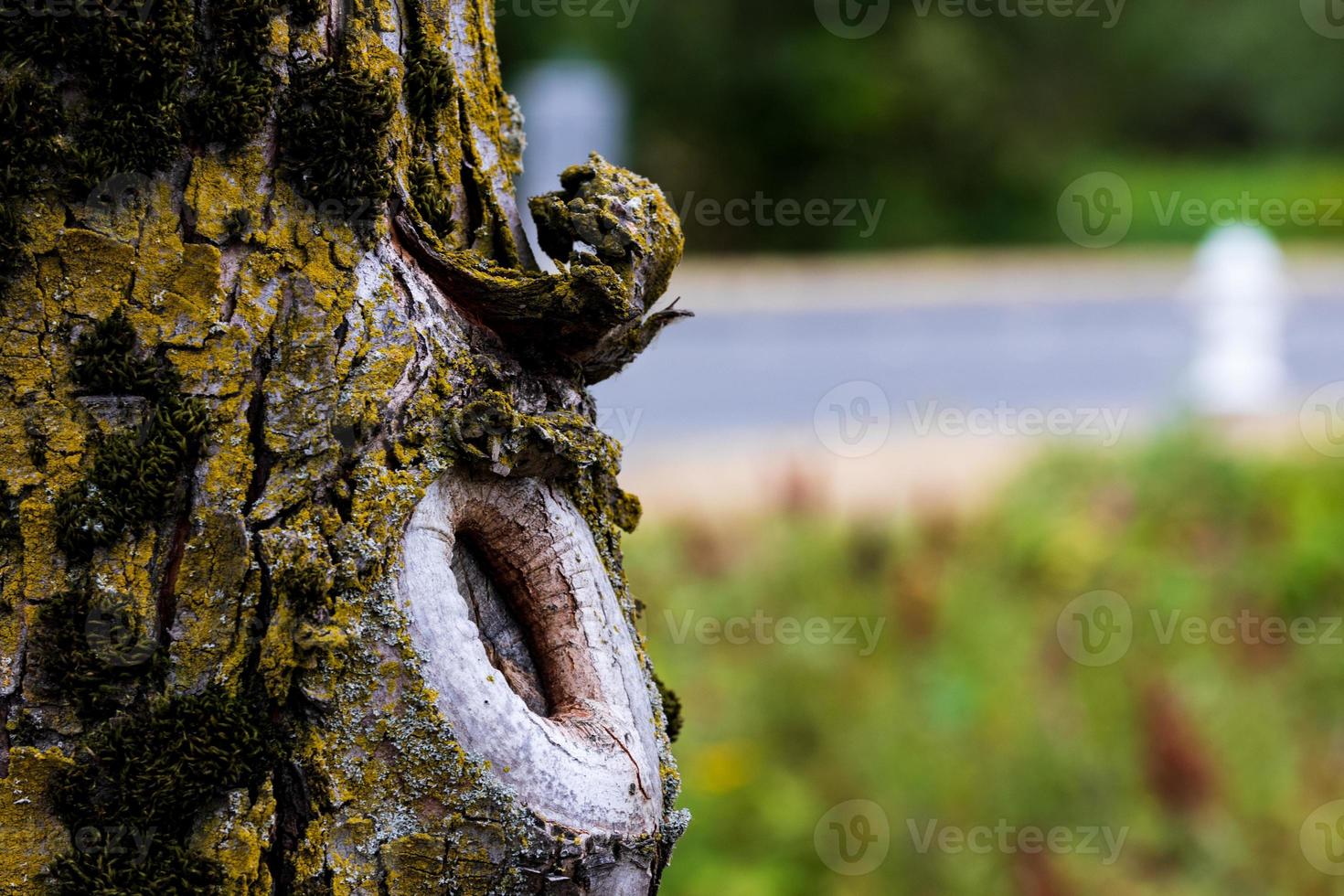 Tree knot close up with grass and road photo