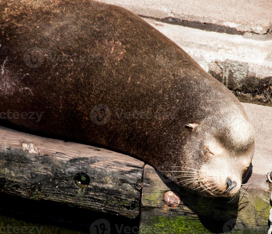 Sea Lion head shot sleeping peacefully on a dock photo